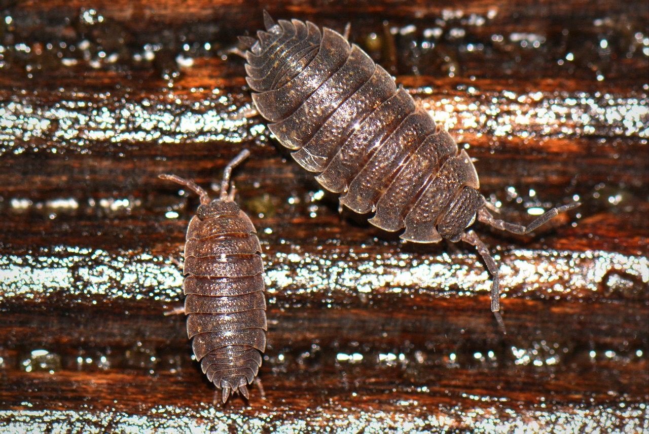 Ungeziefer Schädlingsbekämpfung Insectokill Brixen Südtirol